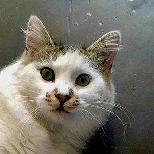 Meet your Posher, Ronnie fluffkin